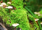 试管婴儿移植手术时间，了解关键时期的期望与准备